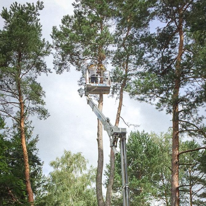 Baumschnitt » Baumservice Schwielowsee